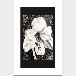 daylily at night Posters and Art